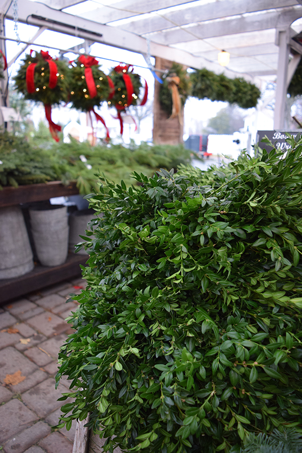 holiday-boxwood-wreaths Outdoor Holiday Greens & Decor