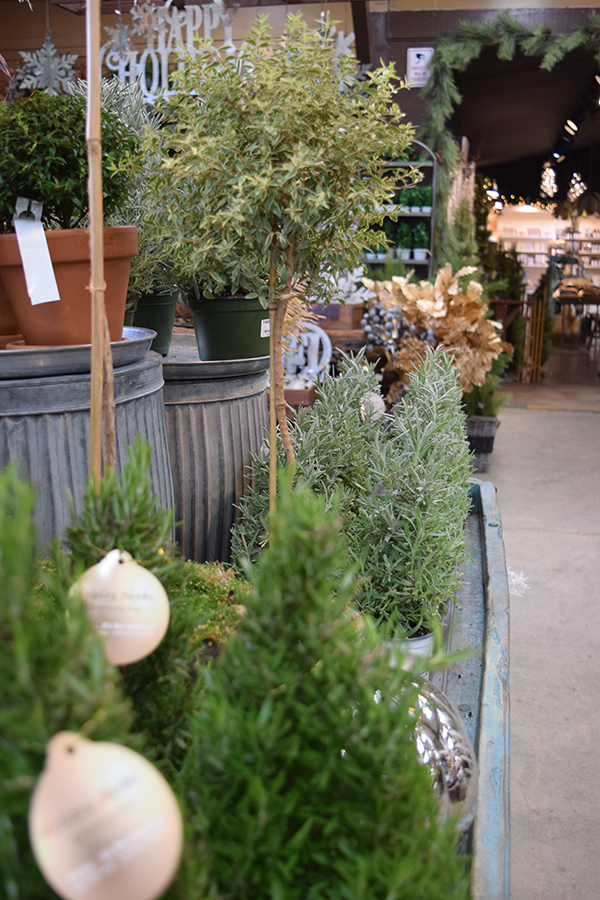 holiday-herbs-sm Outdoor Holiday Greens & Decor