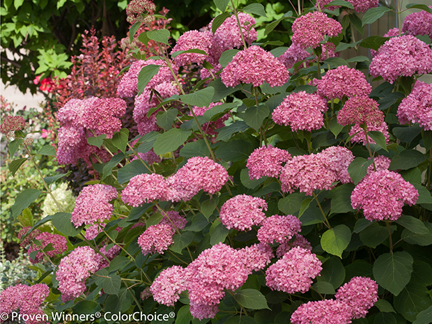 Hydrangea Invincibelle Spirit