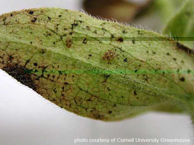 Lacebugs on Ornamental Shrubs