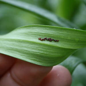 lily-leaf-beetle-eggs-2 Lily Leaf Beetle