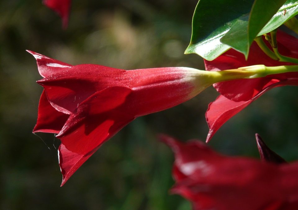 Vines that Flower