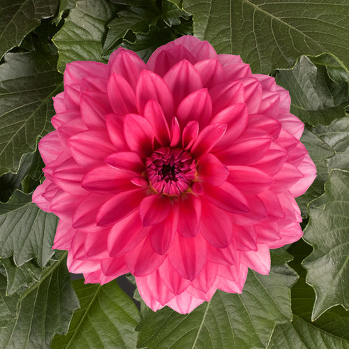 mendoza Dahlias - The Dalina® Grande Series