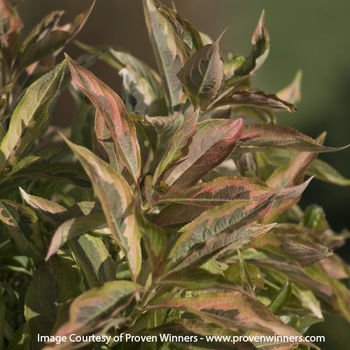 my_monet_sunset_21 Weigela