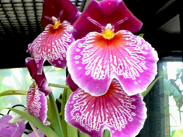 Orchid Miltonia Care Faddegons Nursery Inc 