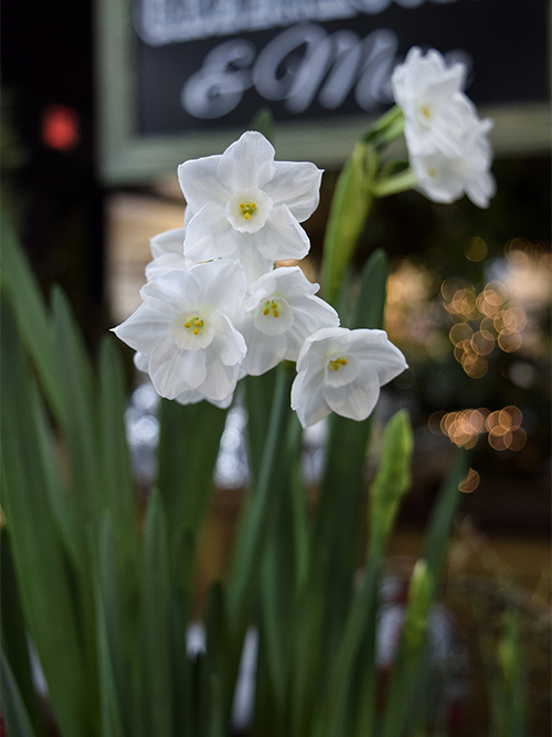 paperwhites-500 Your Holiday Decorating & Gift Guide