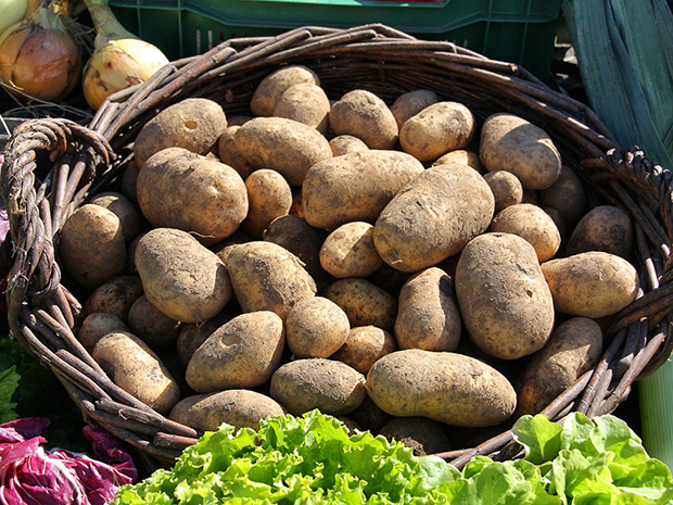 Potatoes Grown in a Bag- It's Easy