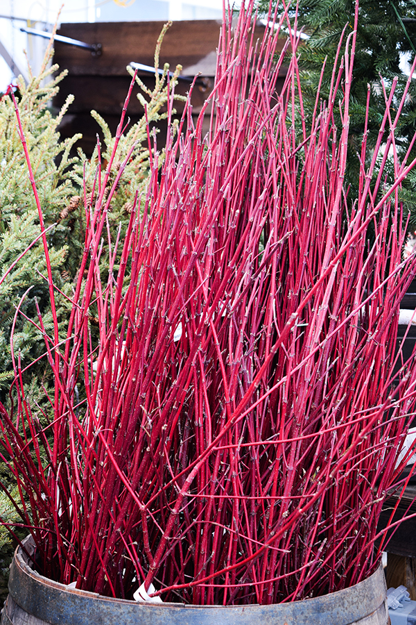 red-twig-sm Outdoor Holiday Greens & Decor