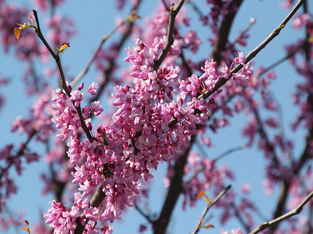 Redbud Rising Sun