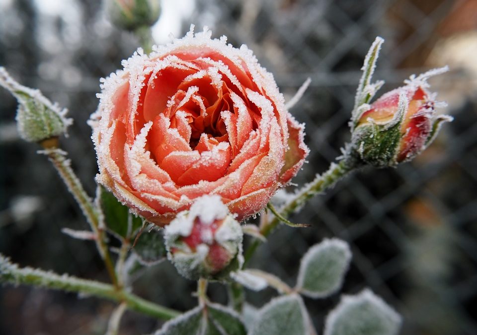 Winter Care of Roses