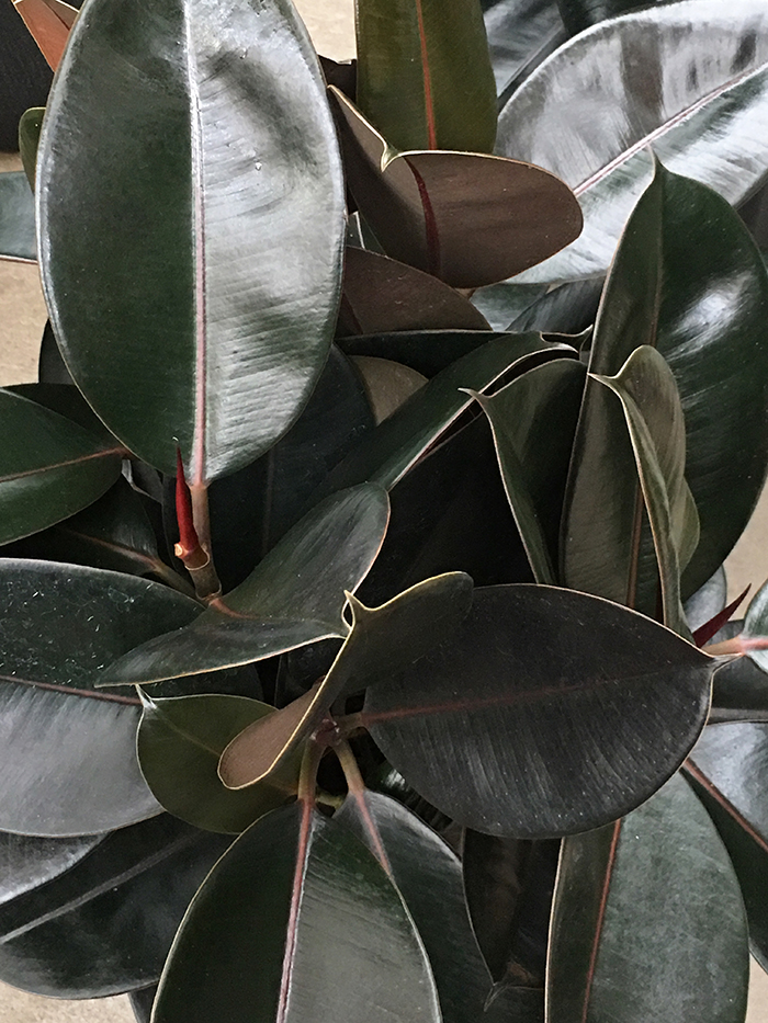 rubber-sm Ficus