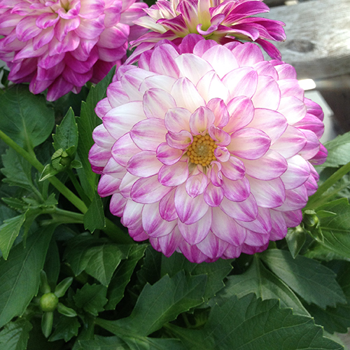 salinas Dahlias - The Dalina® Grande Series