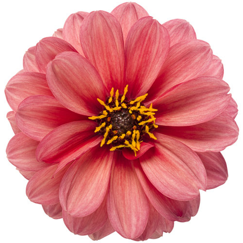 sultryscarlet Dahlias - The Dalina® Grande Series