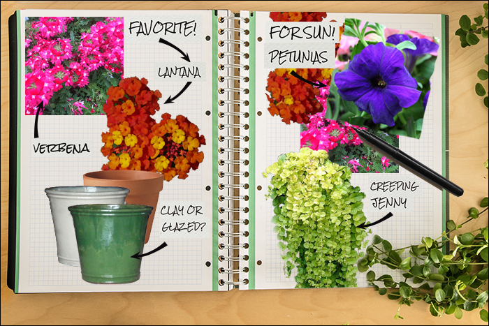 Garden Notebook – An Annual Container for Sun