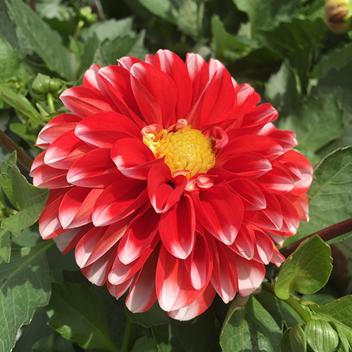 tampico Dahlias - The Dalina® Grande Series