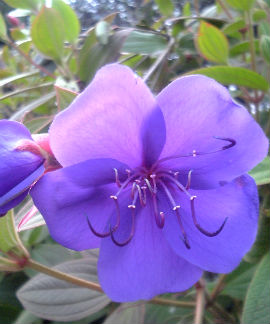 temperennialtibouchina