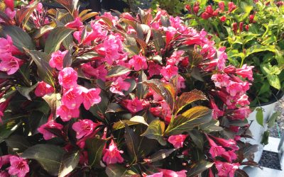 weigela-wineroses1111-400x250 Blog