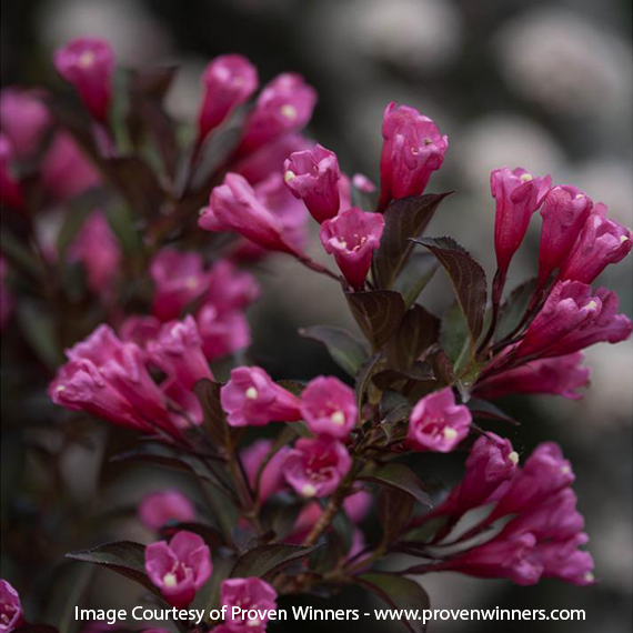 wine-and-roses-1 Weigela