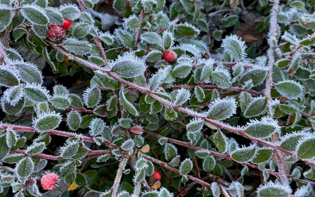 Winterizing Your Plants