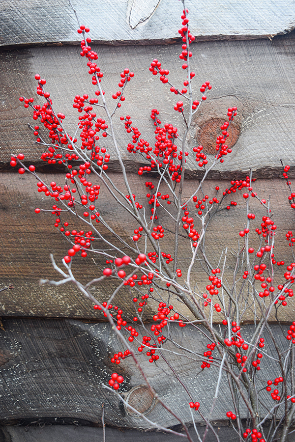 winterberry-sm Outdoor Holiday Greens & Decor