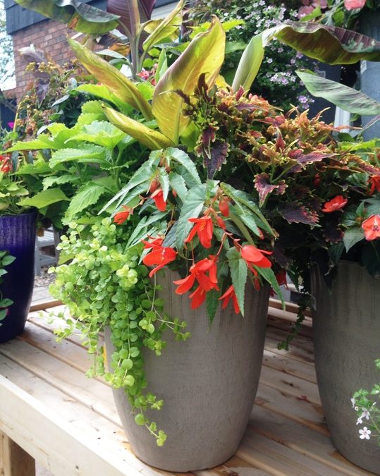 Container Gardens